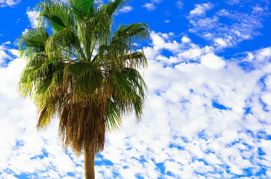 Are Palm Trees Native to Florida?